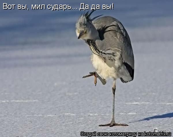 Вот вы, мил сударь... Да да вы!... Котоматрица: Вот вы, мил сударь... Да да вы!