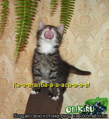 Ка-а-а-алба-а-а-аса-а-а-а!... Котоматрица: Ка-а-а-алба-а-а-аса-а-а-а!