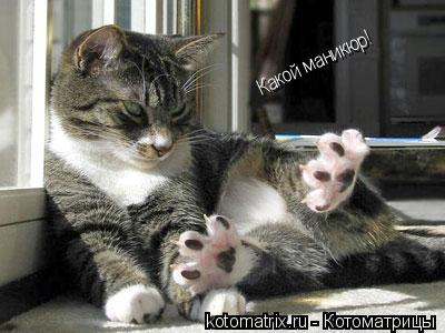 Какой маникюр!... Котоматрица: Какой маникюр!