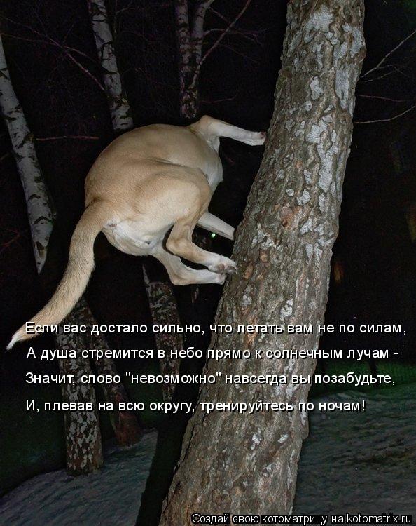 Если вас достало сильно, что летать вам не по силам, А душа стремится в небо прямо к солнечным лучам ... Котоматрица: Если вас достало сильно, что летать вам не по силам, А душа стремится в небо прямо к солнечным лучам - Значит, слово "невозможно" навсегда вы п