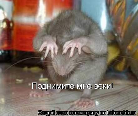 Поднимите мне веки!... Котоматрица: Поднимите мне веки!
