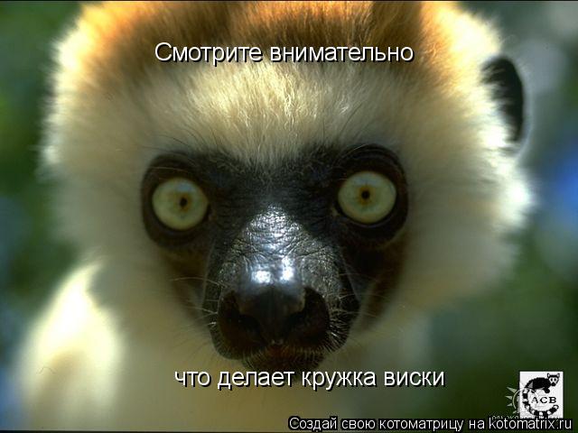 Смотрите внимательно что делает кружка виски... Котоматрица: Смотрите внимательно что делает кружка виски