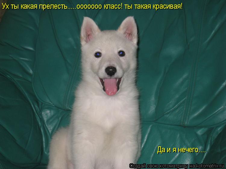 Ух ты какая прелесть.....ооооооо класс! ты такая красивая! Ух ты какая прелесть.....ооооооо класс! т... Котоматрица: Ух ты какая прелесть.....ооооооо класс! ты такая красивая! Ух ты какая прелесть.....ооооооо класс! ты такая красивая! Да и я нечего....