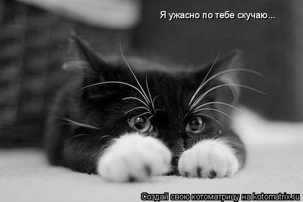 Я ужасно по тебе скучаю...... Котоматрица: Я ужасно по тебе скучаю...