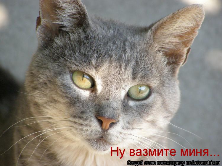 Ну вазмите миня...... Котоматрица: Ну вазмите миня...