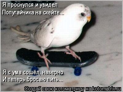 Я проснулся и увидел Попугайчика на скейте... Я с ума сошёл, наверно И теперь бросаю пить...... Котоматрица: Я проснулся и увидел Попугайчика на скейте... Я с ума сошёл, наверно И теперь бросаю пить...
