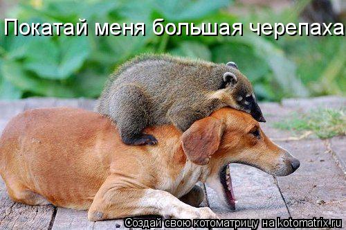 Покатай меня большая черепаха!!!... Котоматрица: Покатай меня большая черепаха!!!