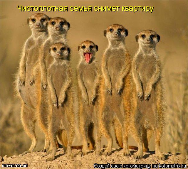 Чистоплотная семья снимет квартиру... Котоматрица: Чистоплотная семья снимет квартиру