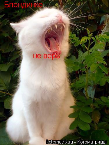 Блондинке не верь... Котоматрица: Блондинке не верь