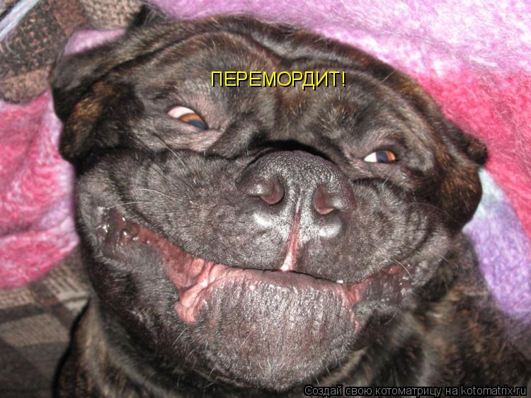 ПЕРЕМОРДИТ!... Котоматрица: ПЕРЕМОРДИТ!
