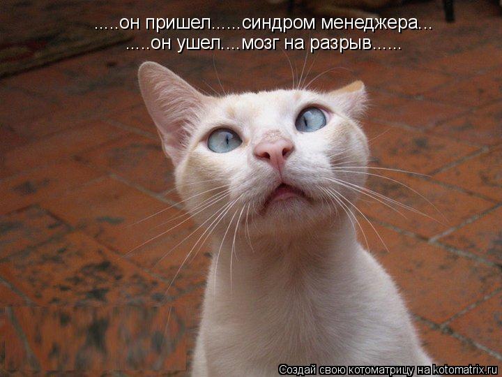 .....он пришел......синдром менеджера... .....он ушел....мозг на разрыв......... Котоматрица: .....он пришел......синдром менеджера... .....он ушел....мозг на разрыв......