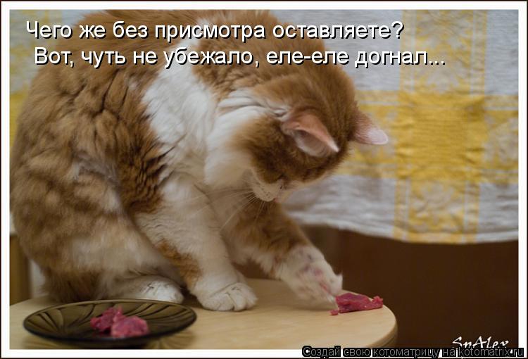 Чего же без присмотра оставляете? Вот, чуть не убежало, еле-еле догнал...... Котоматрица: Чего же без присмотра оставляете? Вот, чуть не убежало, еле-еле догнал...