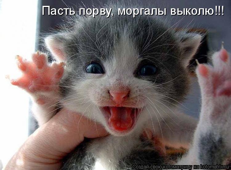 Пасть порву, моргалы выколю!!!... Котоматрица: Пасть порву, моргалы выколю!!!