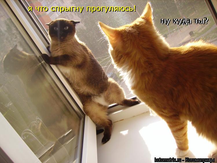 Котоматрица: ну куда ты?  ну куда ты?  я что спрыгну прогуляюсь!