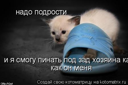надо подрости и я смогу пинать под зад хозяина как он меня как он меня... Котоматрица: надо подрости и я смогу пинать под зад хозяина как он меня как он меня