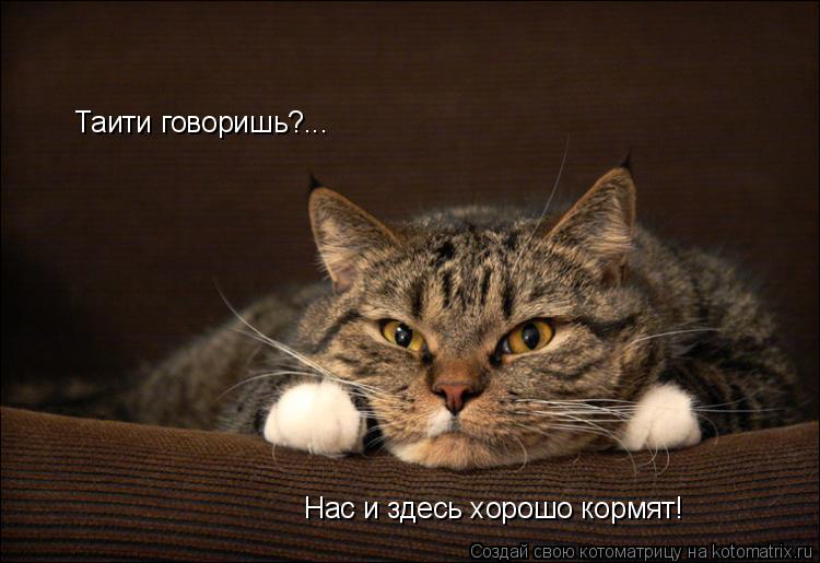 Таити говоришь?... Нас и здесь хорошо кормят!... Котоматрица: Таити говоришь?... Нас и здесь хорошо кормят!