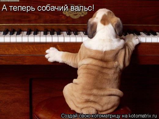 А теперь собачий вальс!... Котоматрица: А теперь собачий вальс!