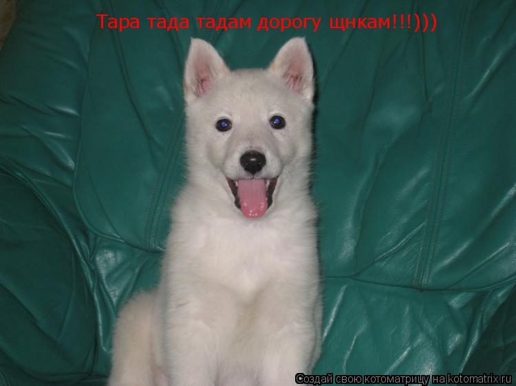 Котоматрица: Тара тада тадам дорогу щнкам!!!)))