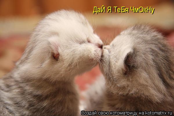 ДаЙ Я ТеБя ЧмОкНу... Котоматрица: ДаЙ Я ТеБя ЧмОкНу