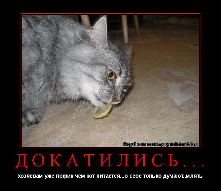 докатились... хозяевам уже пофик чем кот питается...о себе только думают..млять... Котоматрица: докатились... хозяевам уже пофик чем кот питается...о себе только думают..млять