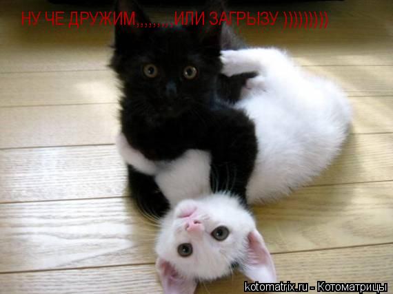 НУ ЧЕ ДРУЖИМ,,,,,,,,,ИЛИ ЗАГРЫЗУ )))))))))... Котоматрица: НУ ЧЕ ДРУЖИМ,,,,,,,,,ИЛИ ЗАГРЫЗУ )))))))))