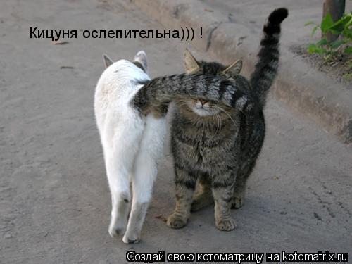 Кицуня ослепительна))) !... Котоматрица: Кицуня ослепительна))) !