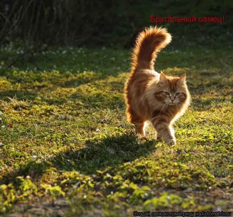 Брутальный самец!... Котоматрица: Брутальный самец!