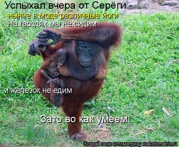 Услыхал вчера от Серёги - нынче в моде различные йоги На гвоздях мы не сидим и железок не едим Зато в... Котоматрица: Услыхал вчера от Серёги - нынче в моде различные йоги На гвоздях мы не сидим и железок не едим Зато во как умеем!