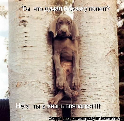 Ты что думал,в сказку попал? Не-а, ты в жизнь вляпался!!!!... Котоматрица: Ты что думал,в сказку попал? Не-а, ты в жизнь вляпался!!!!