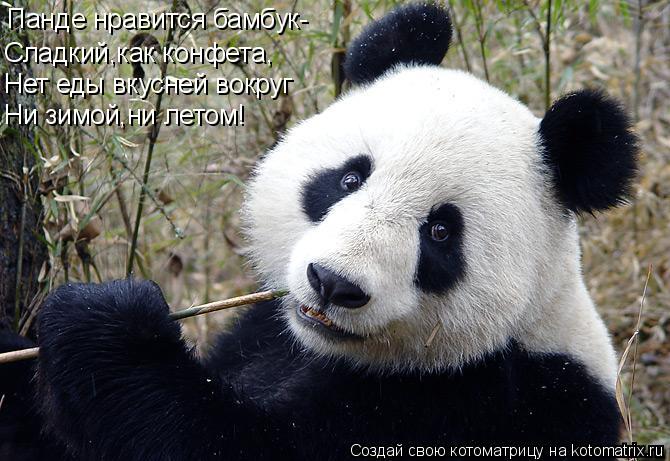 Котоматрица: Панде нравится бамбук- Сладкий,как конфета, Нет еды вкусней вокруг Ни зимой,ни летом!