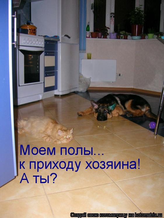 Котоматрица: Моем полы...  к приходу хозяина! А ты?
