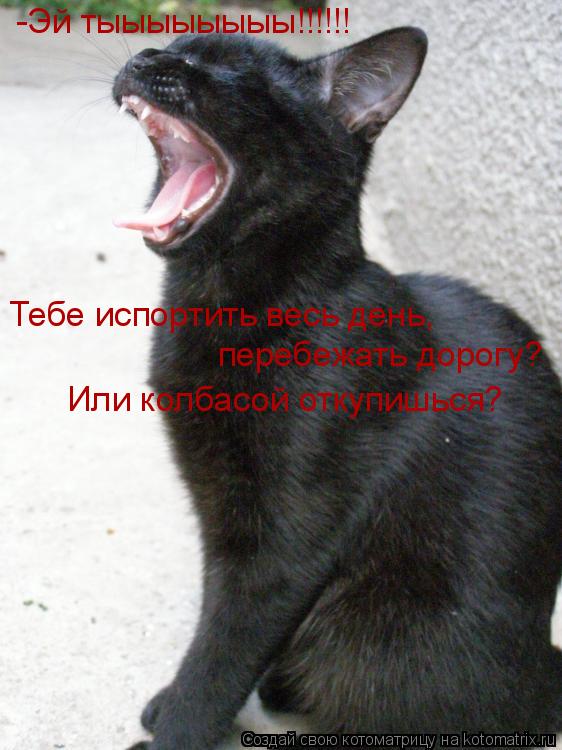 -Эй тыыыыыыыы!!!!!! Тебе испортить весь день, перебежать дорогу? Или колбасой откупишься?... Котоматрица: -Эй тыыыыыыыы!!!!!! Тебе испортить весь день, перебежать дорогу? Или колбасой откупишься?