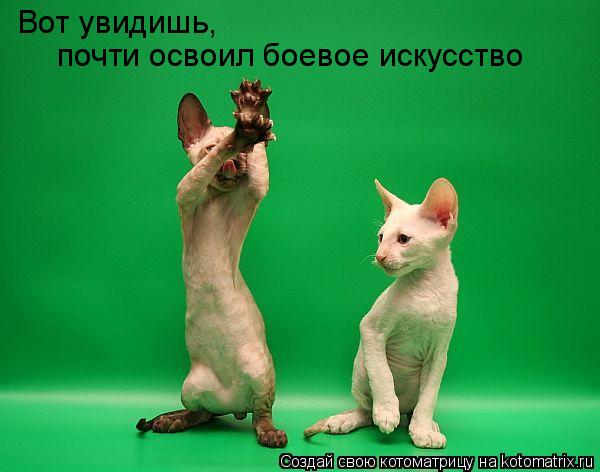 Вот увидишь, почти освоил боевое искусство... Котоматрица: Вот увидишь, почти освоил боевое искусство