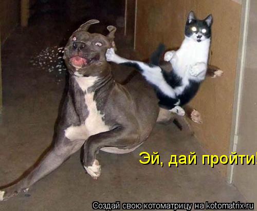 Котоматрица: Эй, дай пройти!