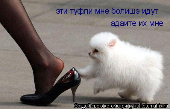 эти туфли мне болишэ идут адаите их мне... Котоматрица: эти туфли мне болишэ идут адаите их мне