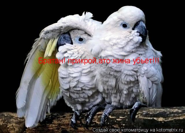 Братан! прикрой,ато жина убьёт!!!... Котоматрица: Братан! прикрой,ато жина убьёт!!!
