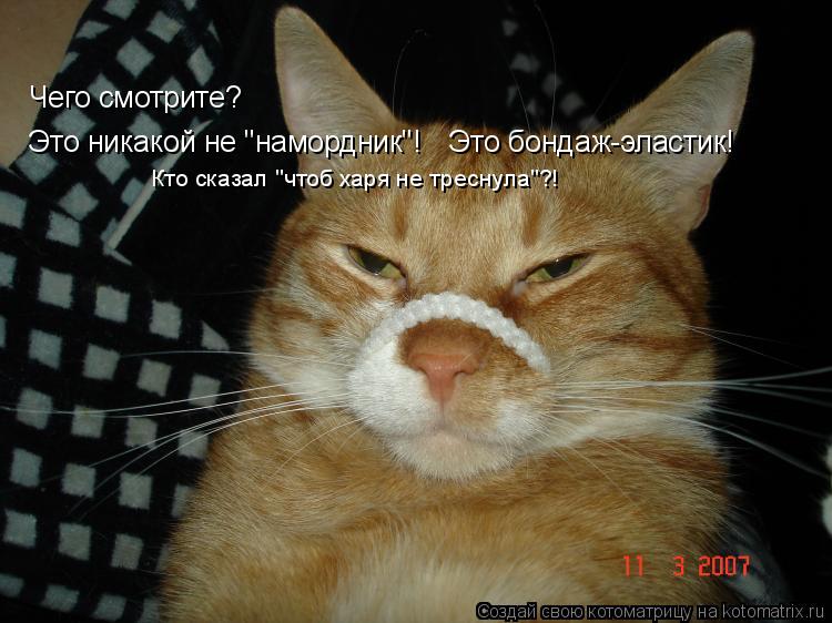 Чего смотрите? Это никакой не "намордник"! Это бондаж-эластик! Кто сказал "чтоб харя не треснула"?!... Котоматрица: Чего смотрите? Это никакой не "намордник"! Это бондаж-эластик! Кто сказал "чтоб харя не треснула"?!