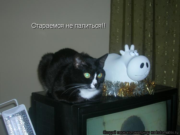 Стараемся не палиться!!... Котоматрица: Стараемся не палиться!!