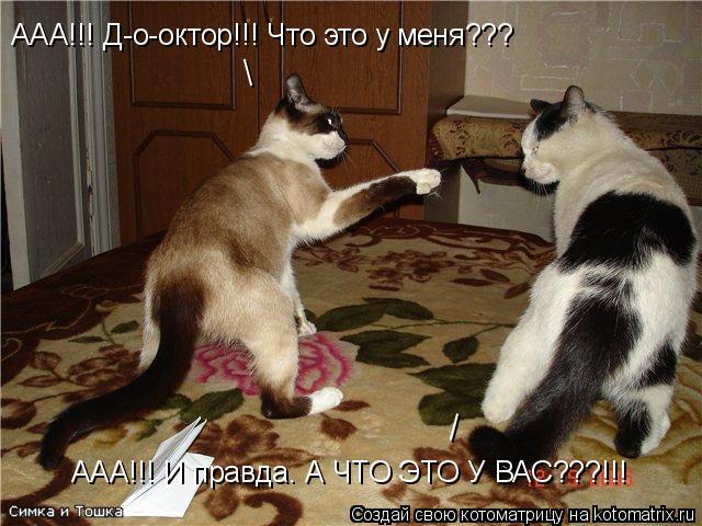 ААА!!! Д-о-октор!!! Что это у меня??? | | ААА!!! И правда. А ЧТО ЭТО У ВАС???!!!... Котоматрица: ААА!!! Д-о-октор!!! Что это у меня??? | | ААА!!! И правда. А ЧТО ЭТО У ВАС???!!!