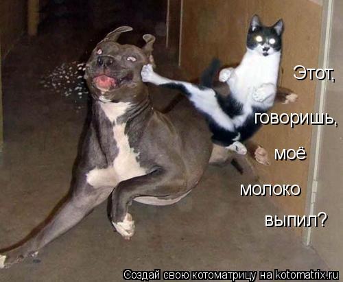 моё молоко выпил? Этот, говоришь,... Котоматрица: моё молоко выпил? Этот, говоришь,