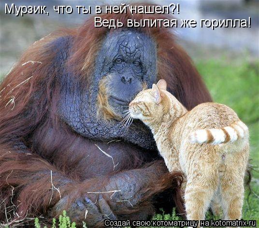 Котоматрица: Мурзик, что ты в ней нашел?! Ведь вылитая же горилла!