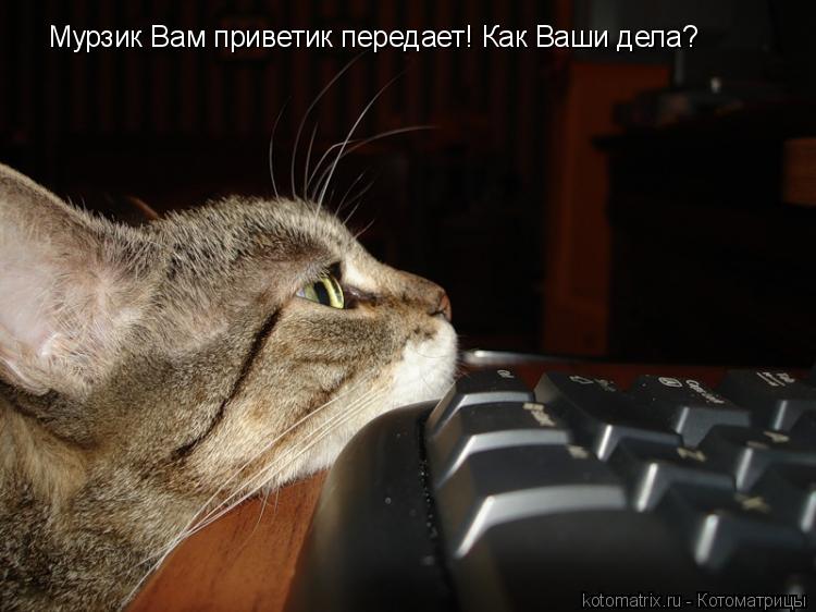 Мурзик Вам приветик передает! Как Ваши дела?... Котоматрица: Мурзик Вам приветик передает! Как Ваши дела?