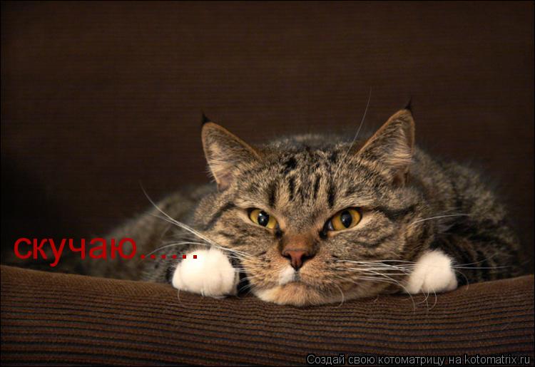 скучаю......... Котоматрица: скучаю......