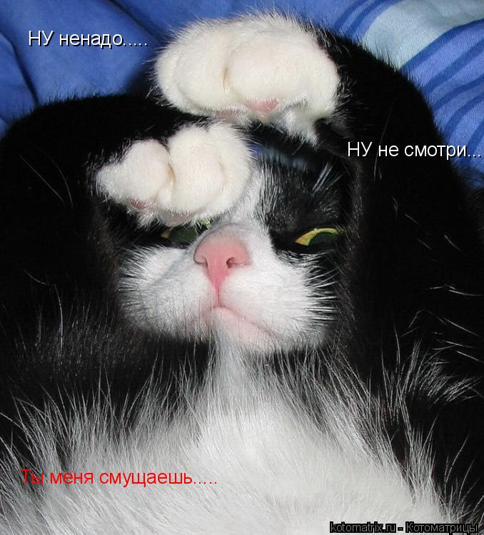 НУ ненадо..... НУ не смотри..... Ты меня смущаешь........ Котоматрица: НУ ненадо..... НУ не смотри..... Ты меня смущаешь.....