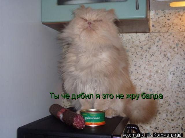 Ты чё дибил я это не жру балда... Котоматрица: Ты чё дибил я это не жру балда