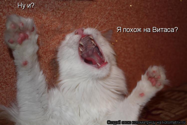 Ну и? Я похож на Витаса?... Котоматрица: Ну и? Я похож на Витаса?