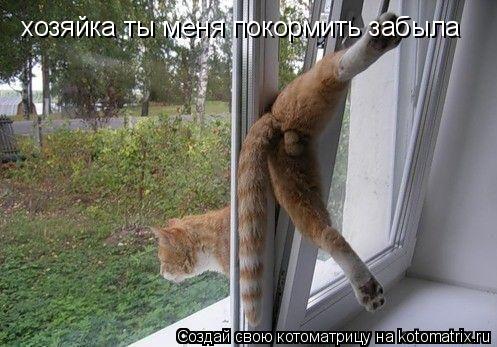 Котоматрица: хозяйка ты меня покормить забыла