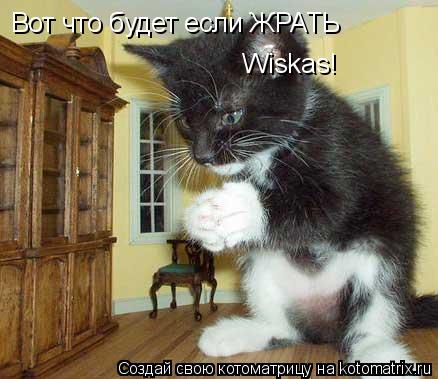 Вот что будет если ЖРАТЬ Wiskas!... Котоматрица: Вот что будет если ЖРАТЬ Wiskas!