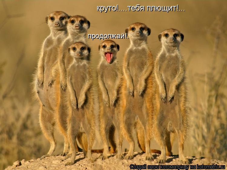 круто!....тебя плющит!... продолжай!.... Котоматрица: круто!....тебя плющит!... продолжай!.