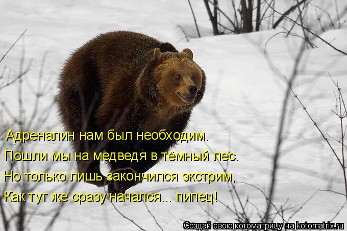 Котоматрица: Адреналин нам был необходим. Пошли мы на медведя в тёмный лес. Но только лишь закончился экстрим, Как тут же сразу начался... пипец!